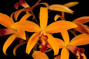 Cattleya Little Sunset Tangerine Feathers AM/AOS 82 pts.